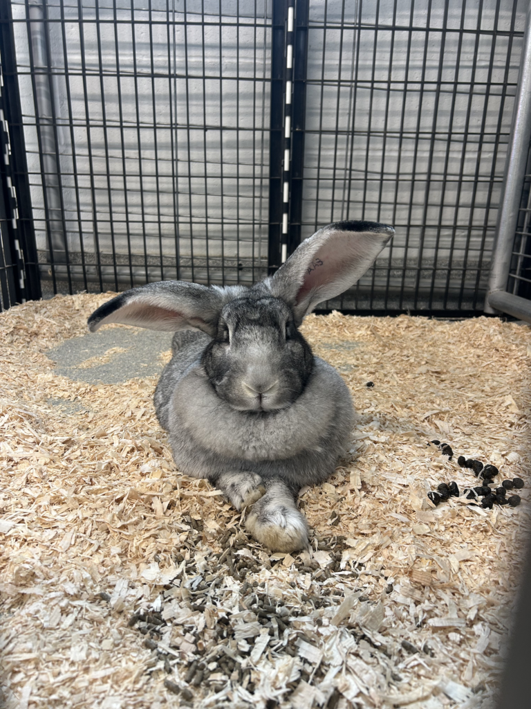 Scenes from Annie the rabbit’s visit to Attica Central School District last week.