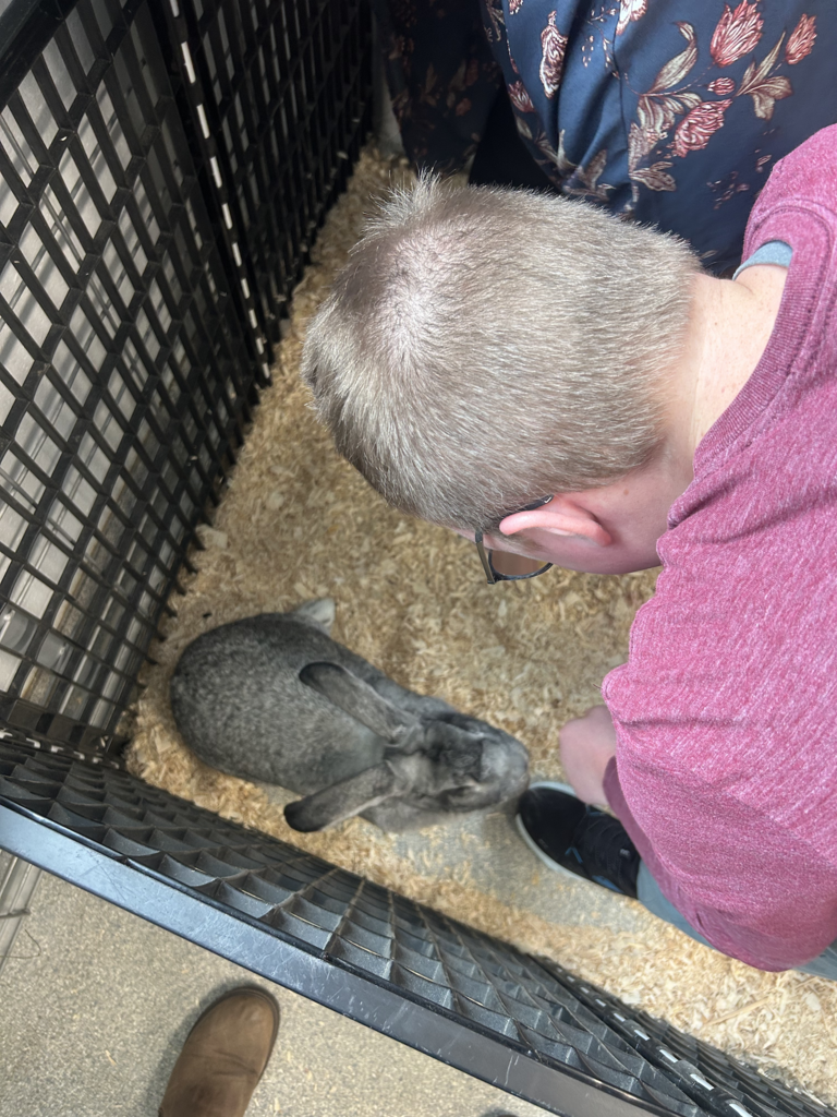 Scenes from Annie the rabbit’s visit to Attica Central School District last week.