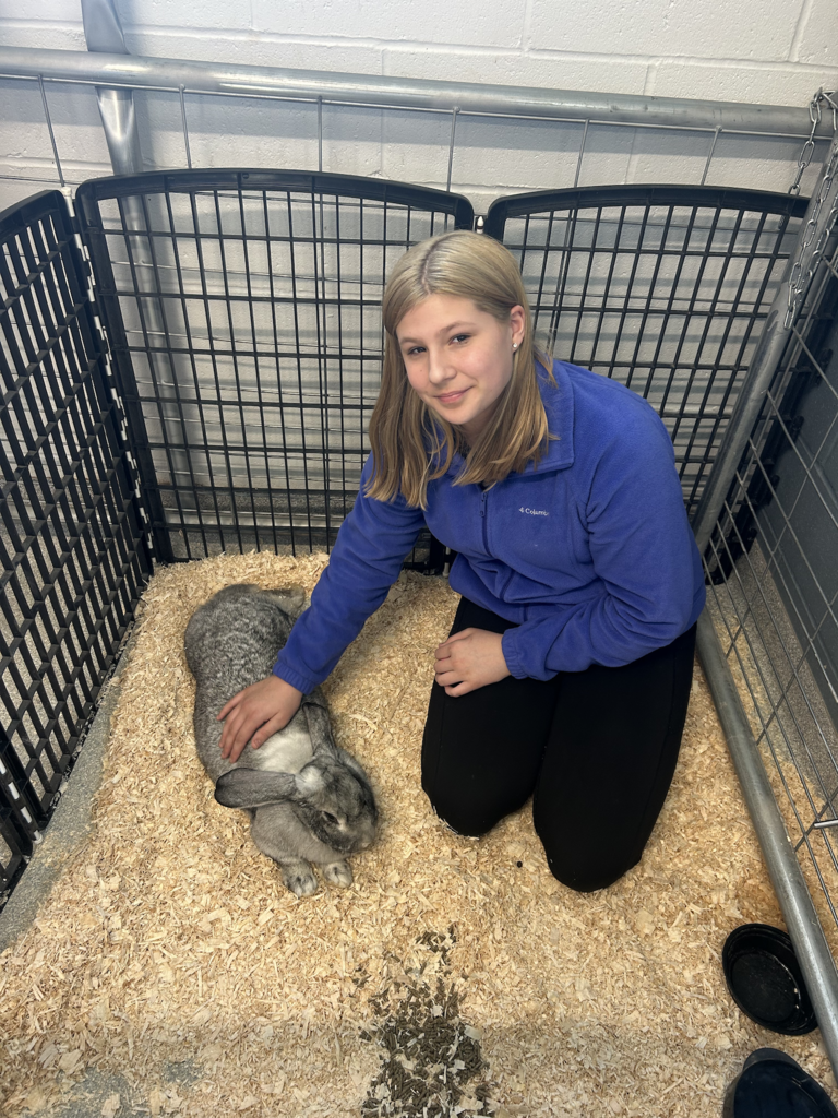 Scenes from Annie the rabbit’s visit to Attica Central School District last week.