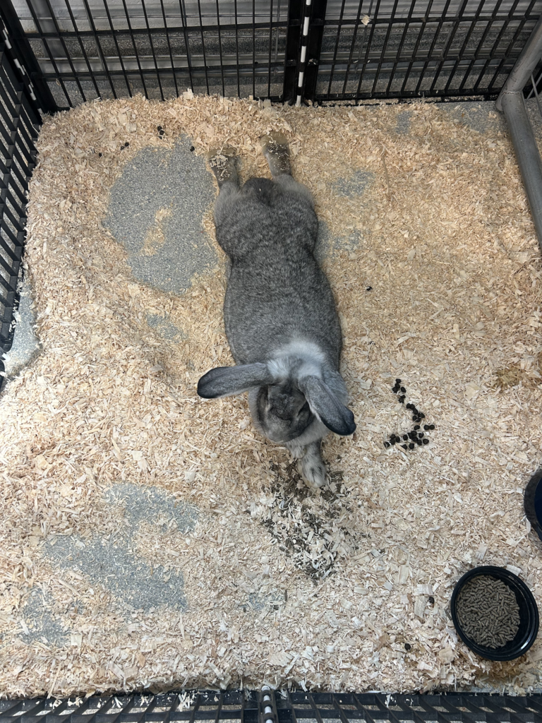 Scenes from Annie the rabbit’s visit to Attica Central School District last week.
