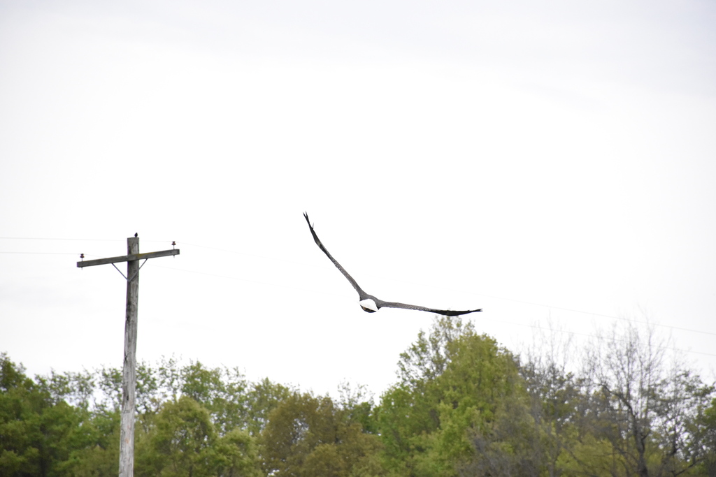 Bald eagle. 