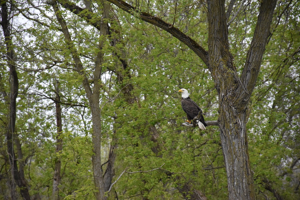 Bald eagle. 
