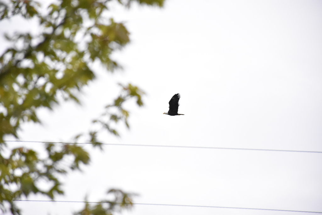 Bald eagle. 
