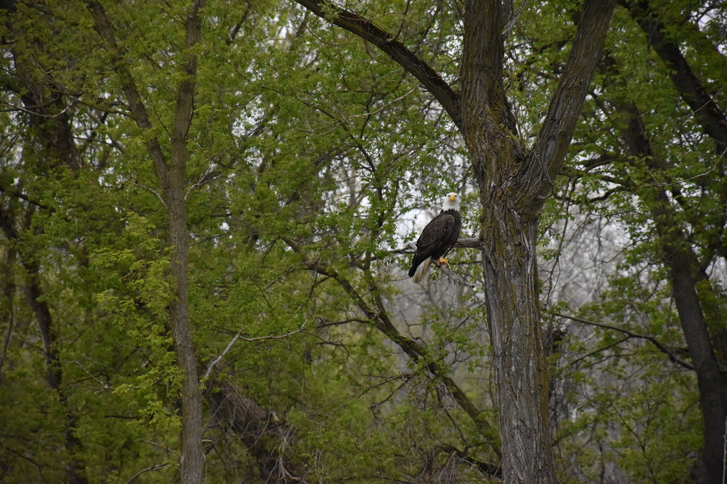 Bald eagle. 