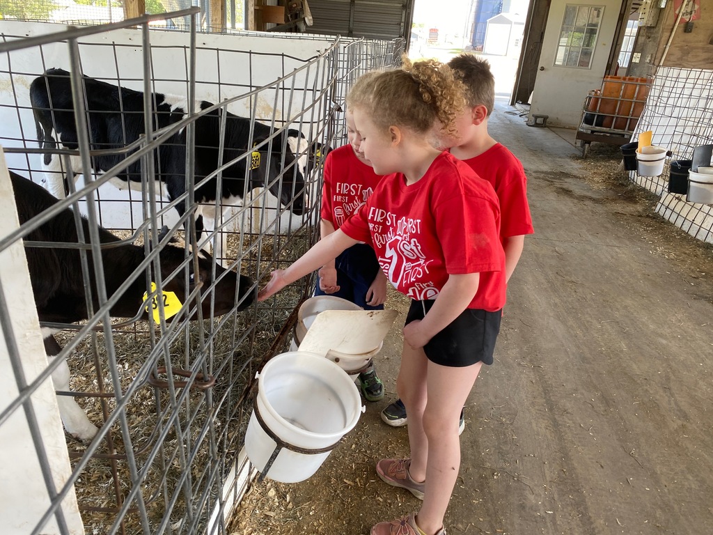 Scenes from first graders' field trip to Breezyhill Dairy in Strykersville June 5. 