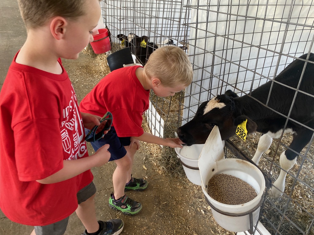 Scenes from first graders' field trip to Breezyhill Dairy in Strykersville June 5. 