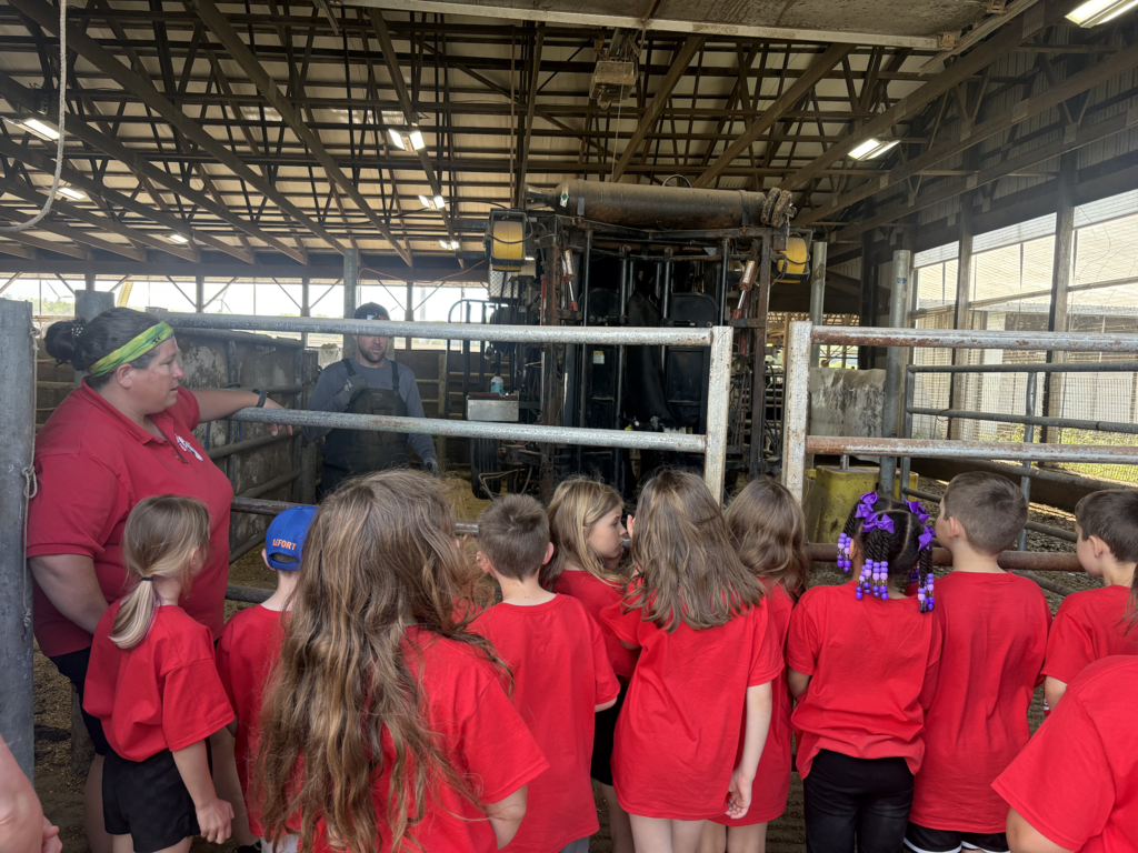 Scenes from first graders' field trip to Breezyhill Dairy in Strykersville June 5. 