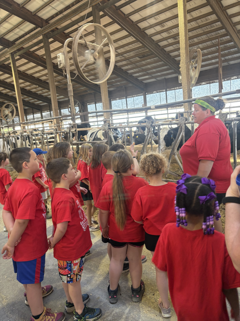 Scenes from first graders' field trip to Breezyhill Dairy in Strykersville June 5. 