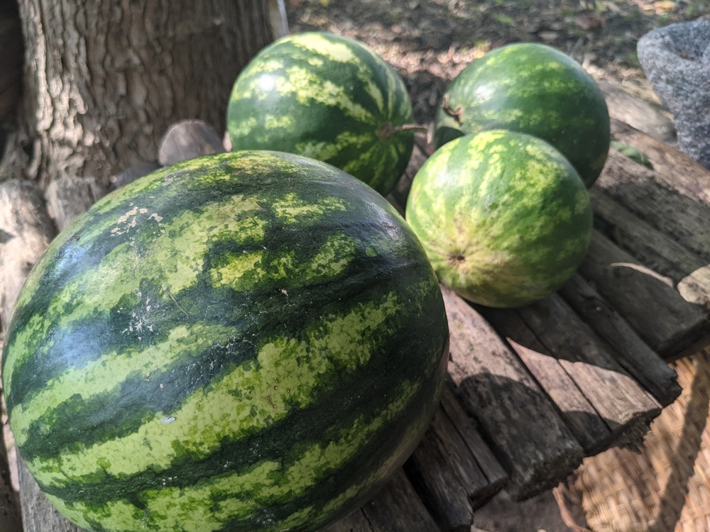 Watermelons  at the Harvest Moon festival.