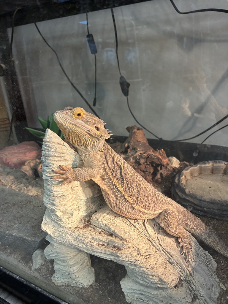 Romain - Bearded Dragon