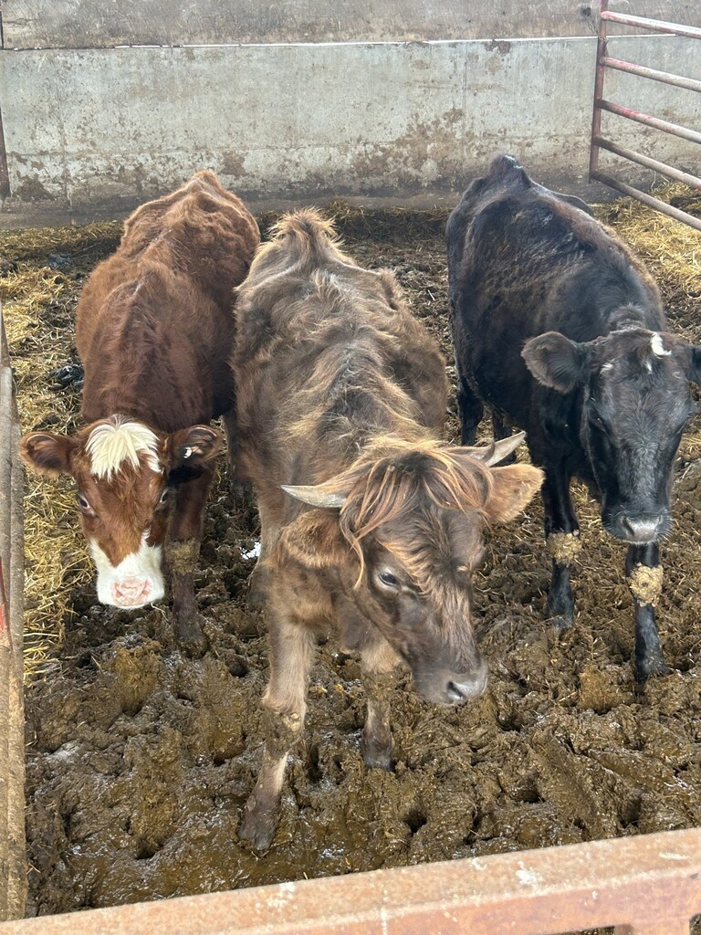 3 cows