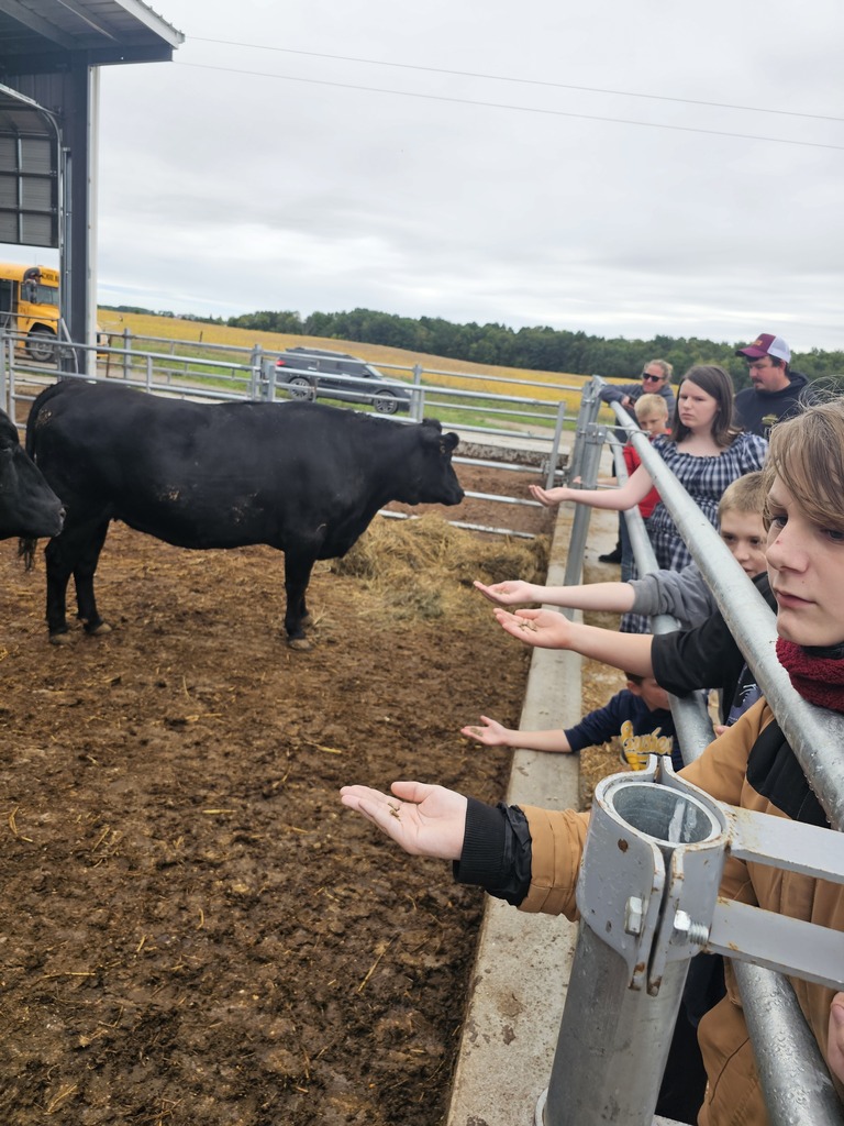 students feeding cows