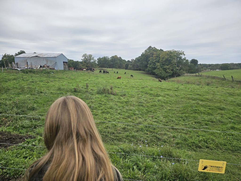 back of student looking out at cow farm