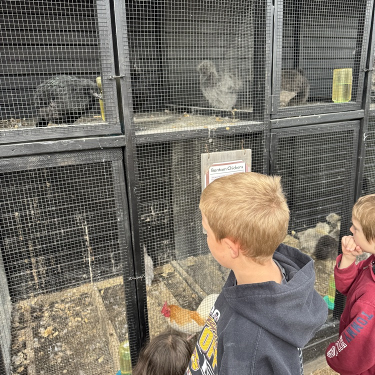 There were chickens too, but all different kinds.