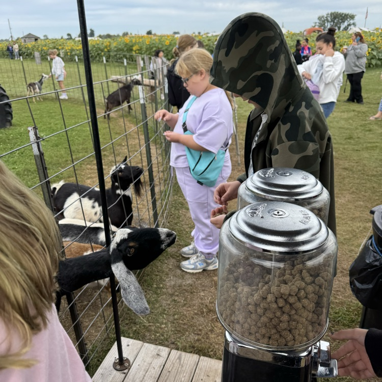 Students feeding the goats.