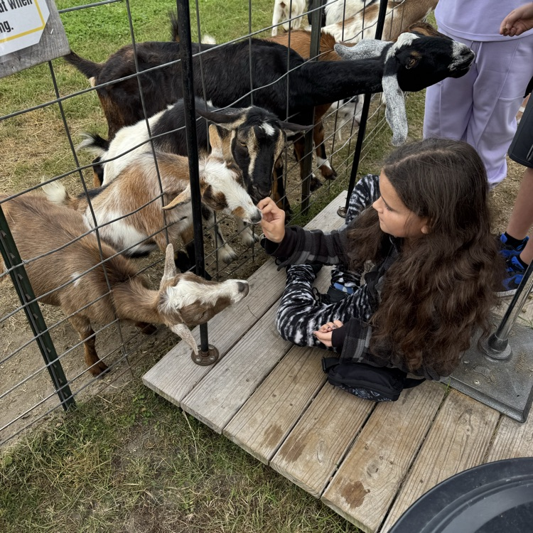 Another student feeding the goat.