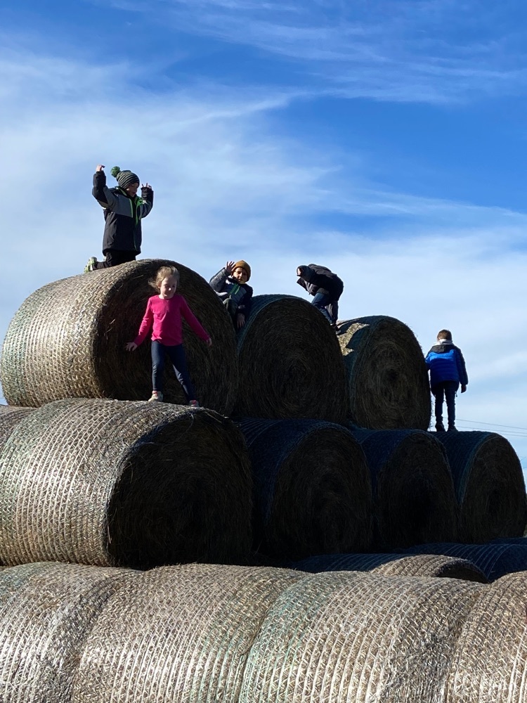 hay