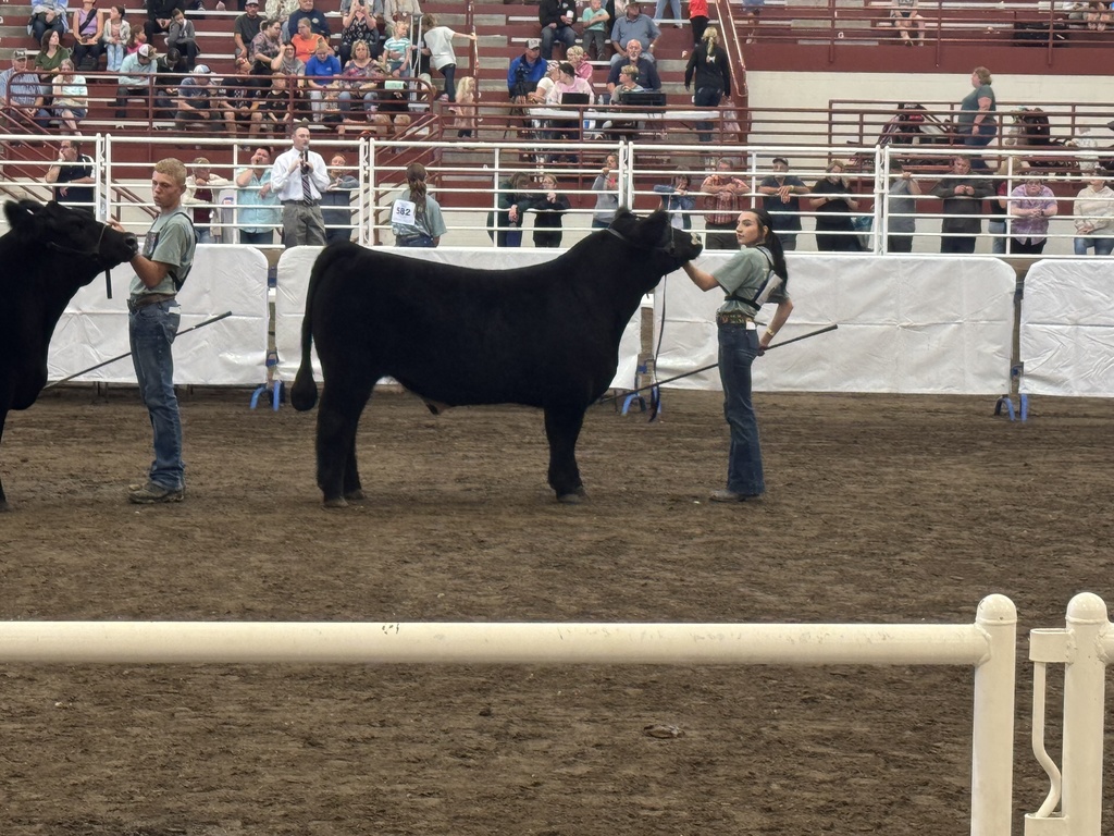 Aca Andrew - State Fair FFA Show - Market Steer