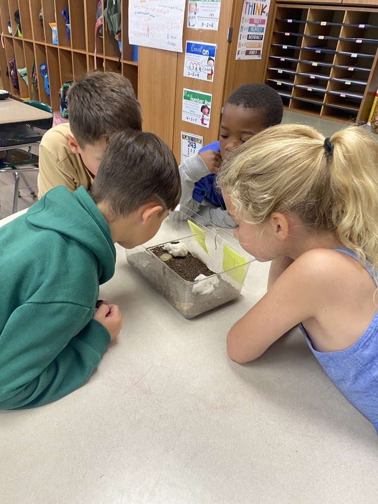 Second grade students observing their roly-poly habitat enclosures