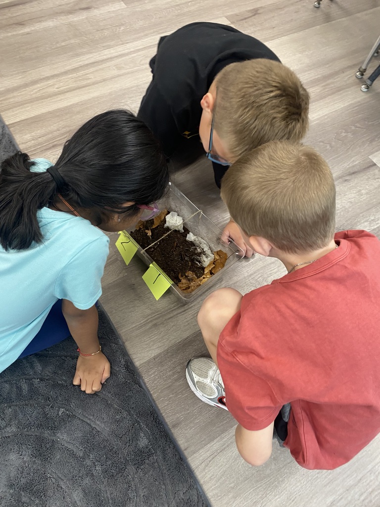 second grade students observing their roly-poly habitat enclosures