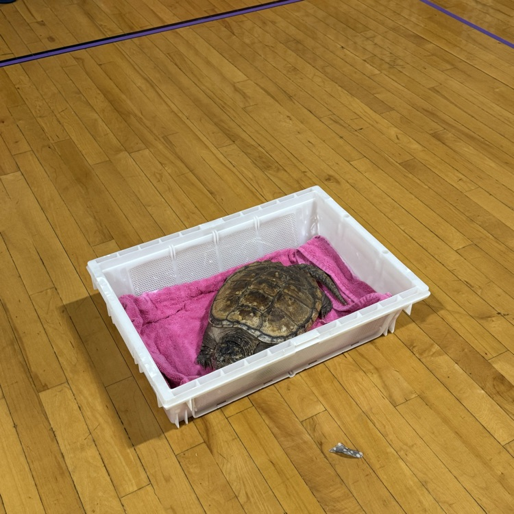 Mr. Drew and his animals