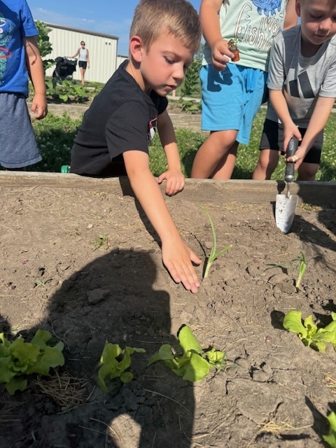 Student patting soild around a new plant.