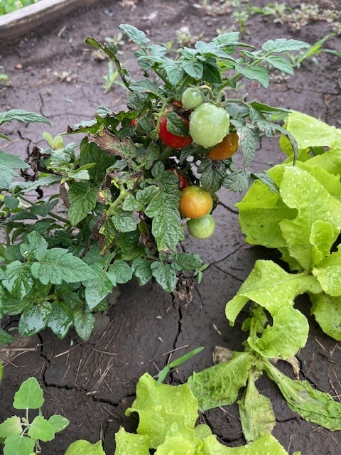 School garden with tomatoes on the vine