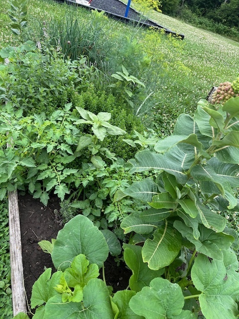 Green plants in school garden