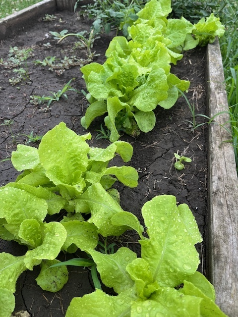 Vegetables in school garden.
