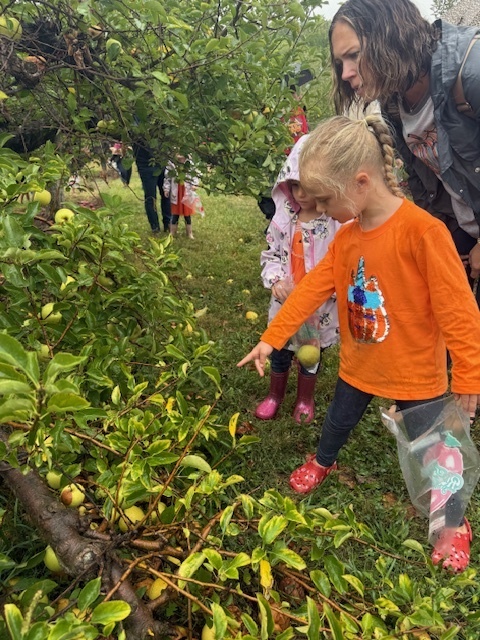 apple picking