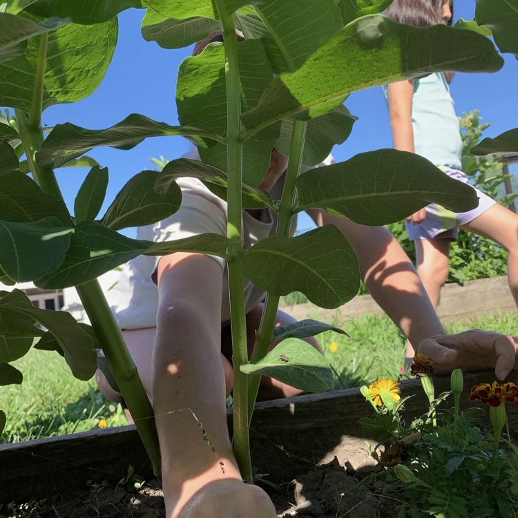 garden club