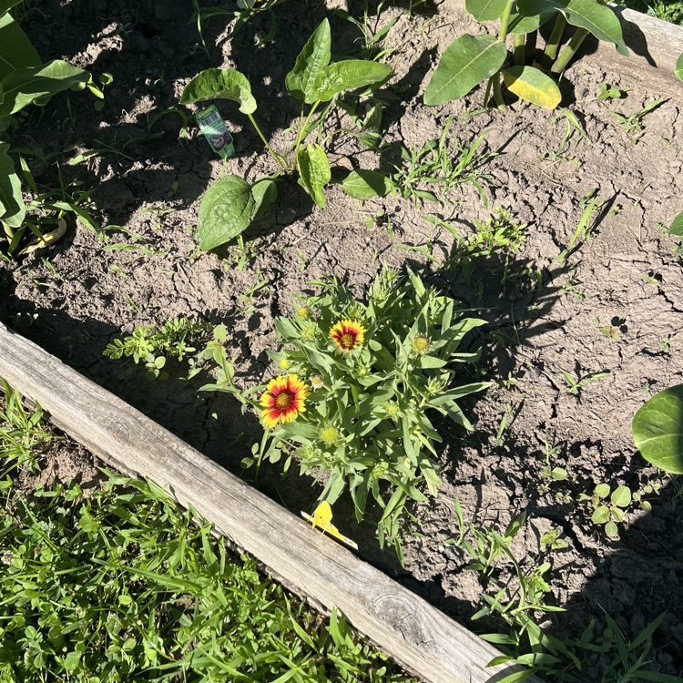 garden club