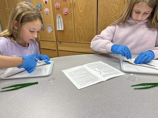 worm disection