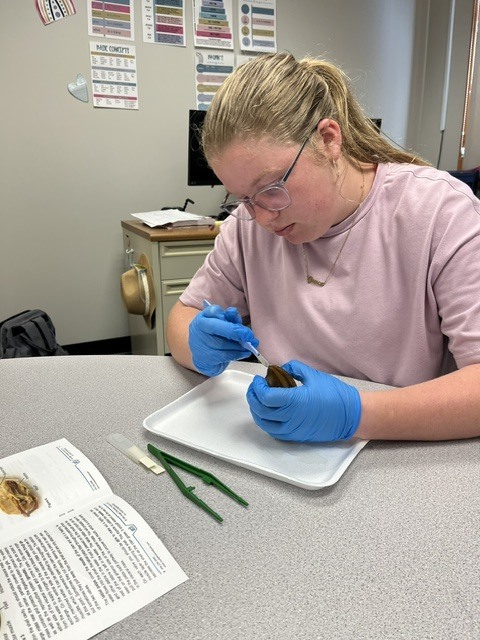 worm disection