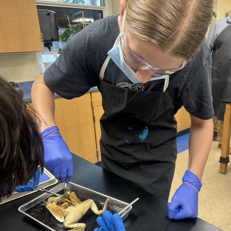  dissection