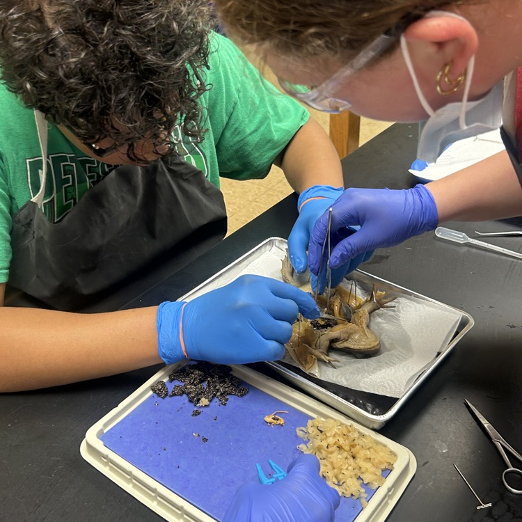 dissection