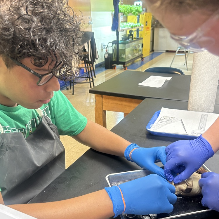 Dissection