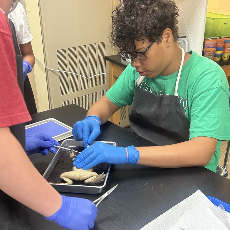 Dissection