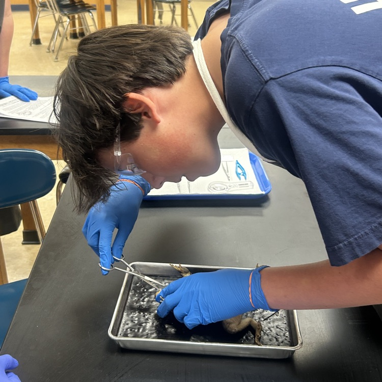 Dissection