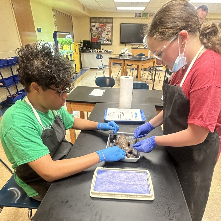 Dissection