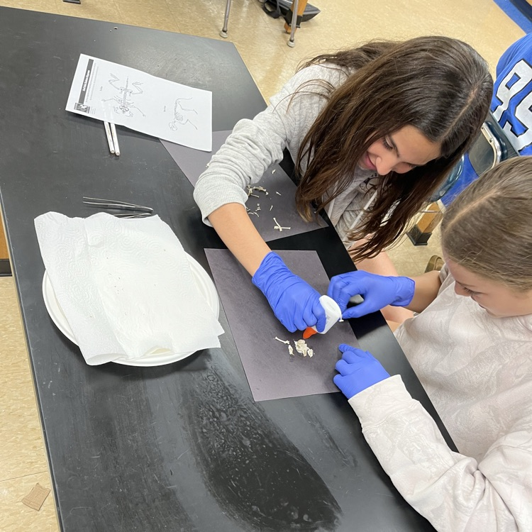 owl pellet dissection 