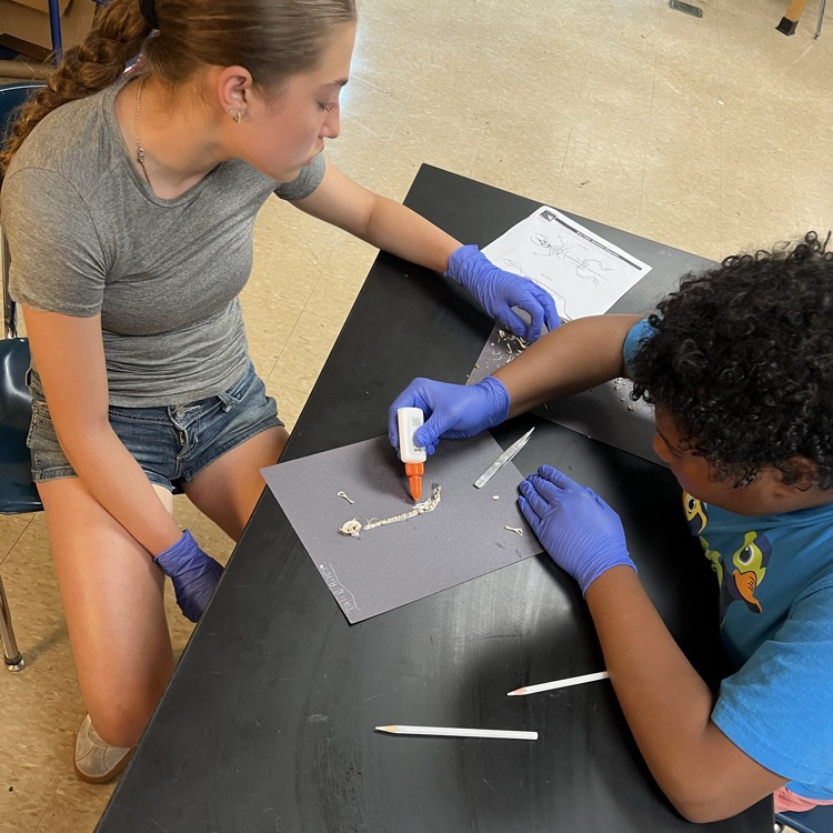 owl pellet dissection 