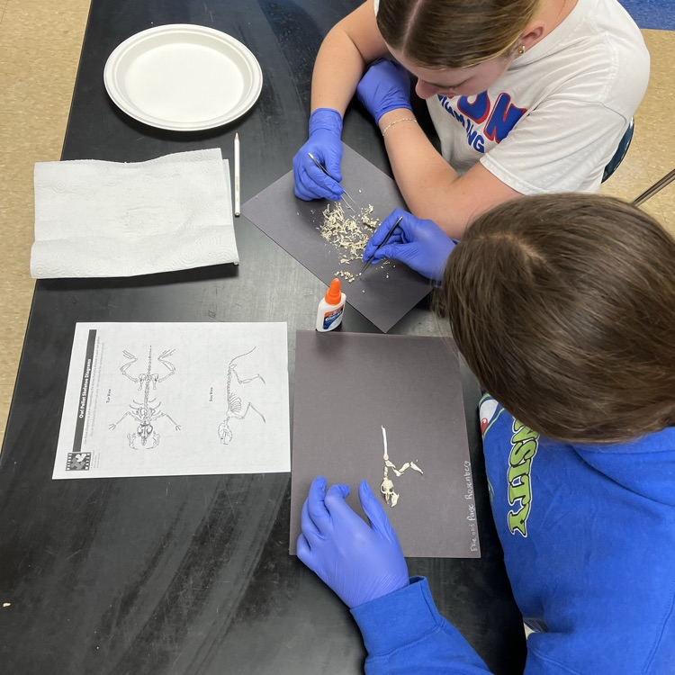owl pellet dissection 