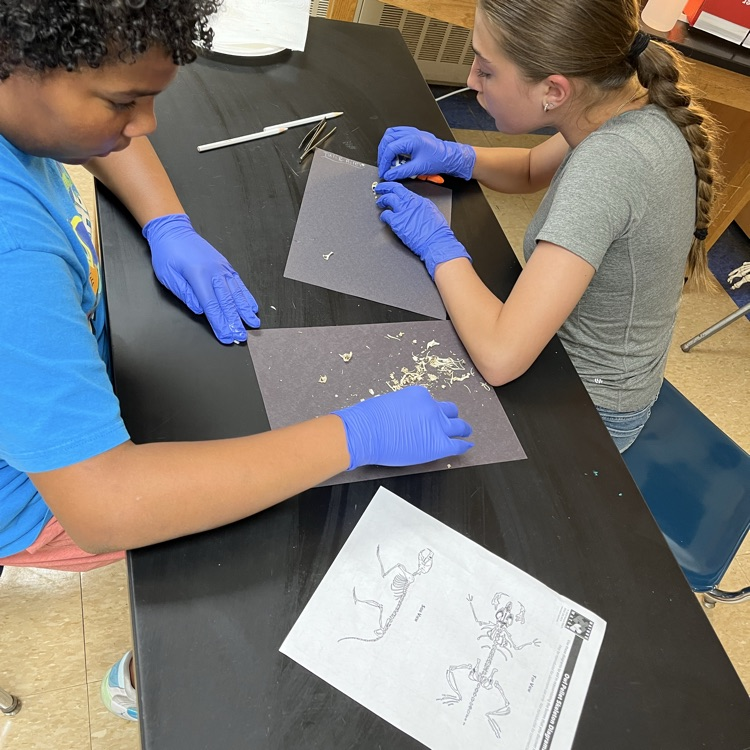 owl pellet dissection 