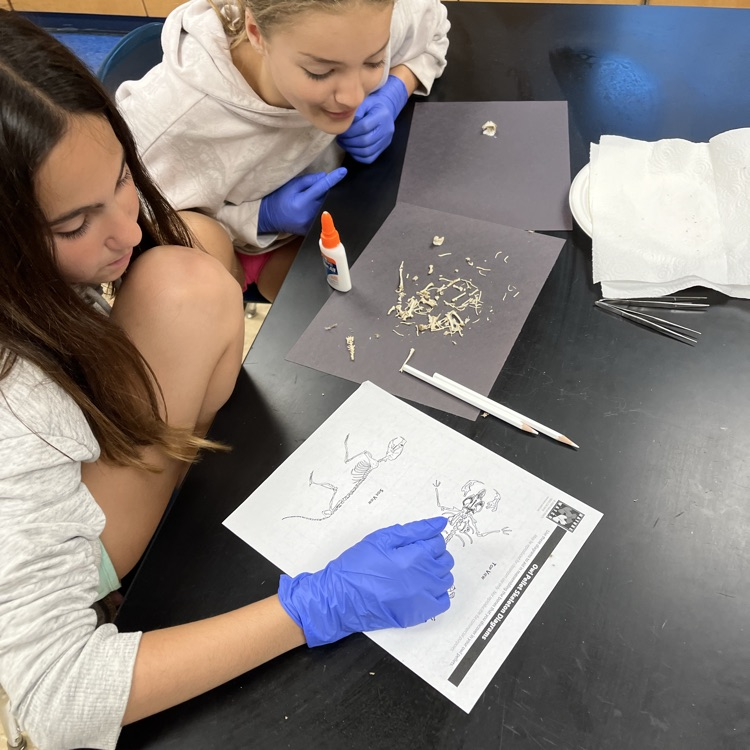 owl pellet dissection 