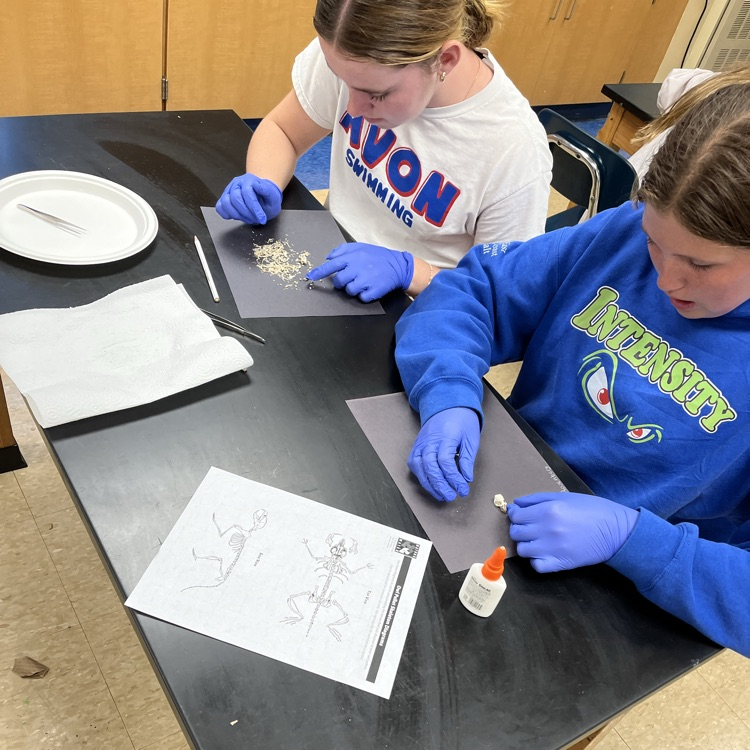 owl pellet dissection 