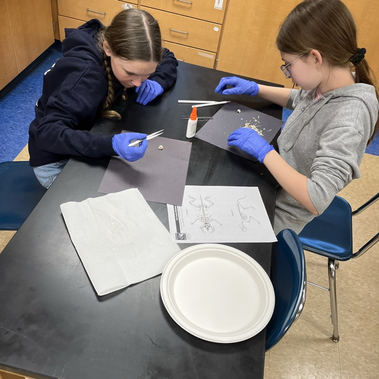 owl pellet dissection 