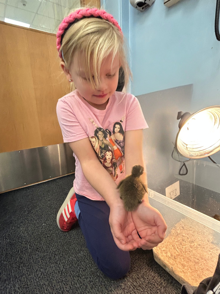 ducklings hatched