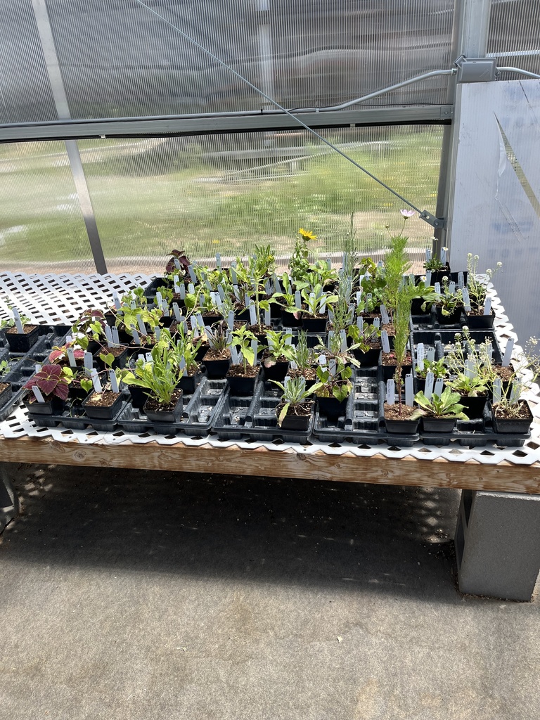 Plant Sale - Assorted