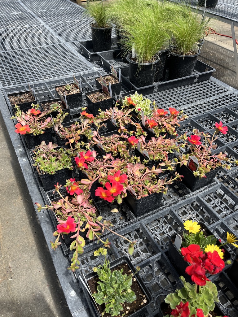 Plants available 